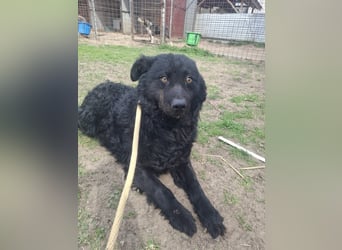 Filip BE – sensibler Mudi-Mix sucht verständnisvolles Zuhause 