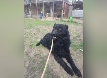 Filip BE – sensibler Mudi-Mix sucht verständnisvolles Zuhause 