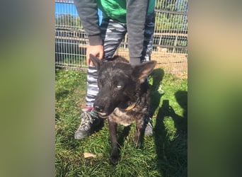 Fricska VA– Hündin mit wunderschönen Augen und wundervollem Wesen