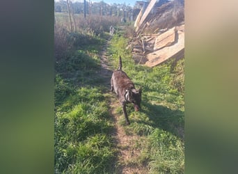 Fricska VA– Hündin mit wunderschönen Augen und wundervollem Wesen