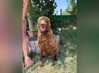 Vigyori KK - liebenswerte, lächelnde Hundeomi sucht ihr Glück!