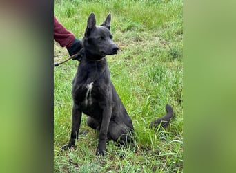 Nero, geboren 20.06.2024, 62cm sucht sein Zuhause