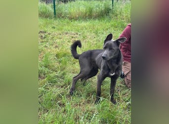 Nero, geboren 20.06.2024, 62cm sucht sein Zuhause