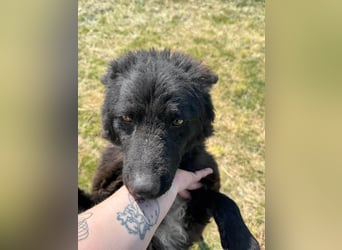 Abel, geb. 05.2023, 54cm sucht sein zu Hause mit viel Energie