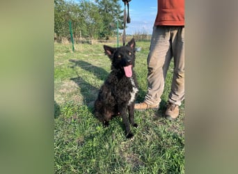 Abel, geboren 01.05.2023, 54cm sucht sein Glück