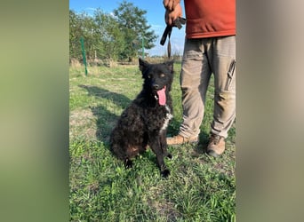 Abel, geboren 01.05.2023, 54cm sucht sein Glück