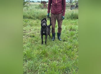 Nero, geb. 20.06.2024, 62 cm, sucht aktive Menschen