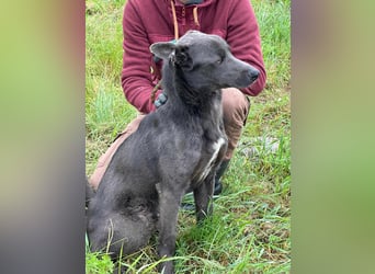 Nero, geboren 20.06.2024, 62cm sucht sein Zuhause