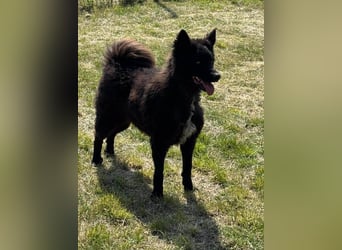 Abel, geb. 05.2023, 54cm sucht sein zu Hause mit viel Energie