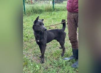 Nero, geboren 20.06.2024, 62cm sucht sein Zuhause