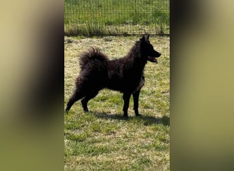 Abel, geb. 05.2023, 54cm sucht sein zu Hause mit viel Energie