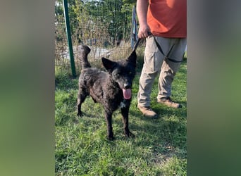 Abel, geboren 01.05.2023, 54cm sucht sein Glück