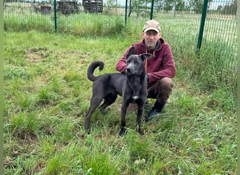 Nero, geboren 20.06.2024, 62cm sucht sein Zuhause