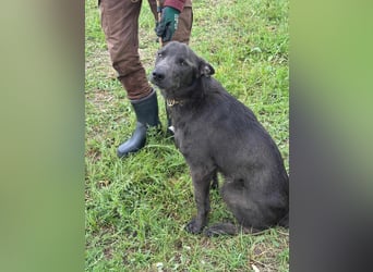 Nero, geboren 20.06.2024, 62cm sucht sein Zuhause