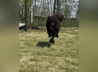 Abel, geb. 05.2023, 54cm sucht sein zu Hause mit viel Energie