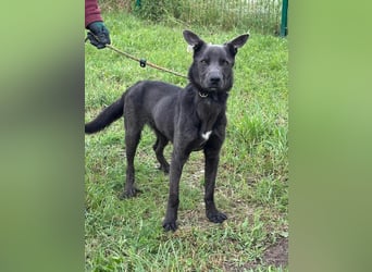 Nero, geboren 20.06.2024, 62cm sucht sein Zuhause