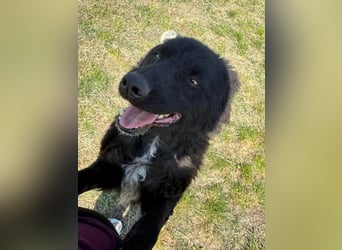 Abel, geb. 05.2023, 54cm sucht sein zu Hause mit viel Energie