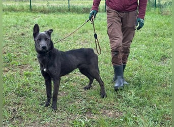 Nero, geboren 20.06.2024, 62cm sucht sein Zuhause