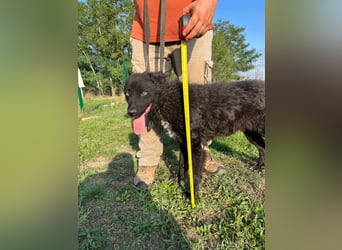 Abel, geboren 01.05.2023, 54cm sucht sein Glück