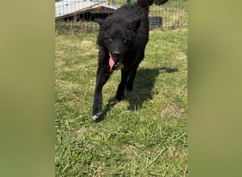 Abel, geb. 05.2023, 54cm sucht sein zu Hause mit viel Energie