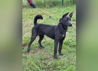 Nero, geb. 20.06.2024, 62 cm, sucht aktive Menschen