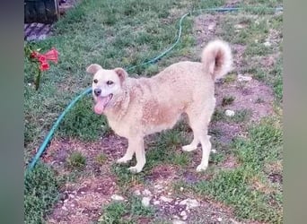 Lidi VA - verträglich mit Hunden und Katzen 