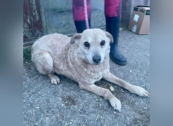 Lidi VA - verträglich mit Hunden und Katzen 