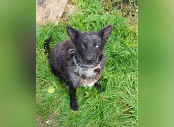 Fricska VA, intelligent / menschenbezogen