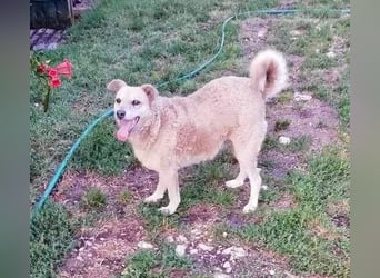 Lidi - verträglich mit Hunden und Katzen