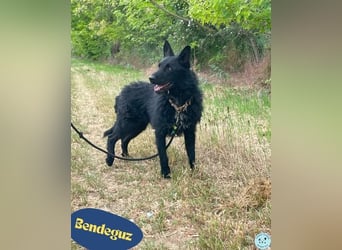 Bendeguz VA- lernwillig, hochintelligent