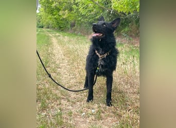 Bendeguz VA- lernwillig, hochintelligent