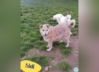 Lidi - verträglich mit Hunden und Katzen