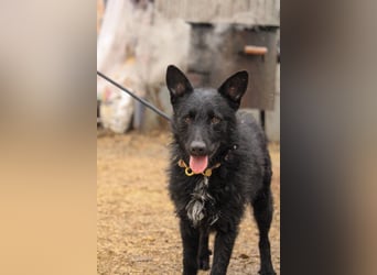 Bendeguz VA- lernwillig, hochintelligent