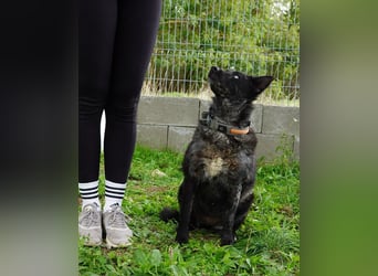 Fricska VA, intelligent / menschenbezogen