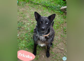 Fricska VA - freundlich, treu