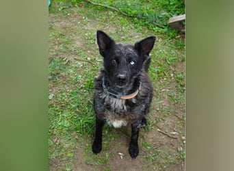 Fricska VA - freundlich, treu