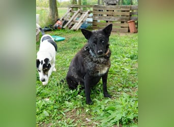 Fricska VA, intelligent / menschenbezogen