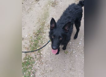 Bendeguz VA- lernwillig, hochintelligent