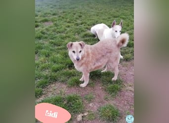 Lidi VA - verträglich mit Hunden und Katzen 