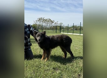 Sanfter Ignàc möchte sein Herz verschenken