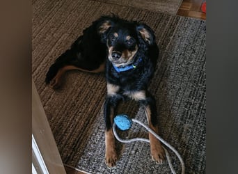 Pero ein freundlicher der Dich zum Lachen bringt