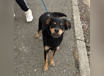 Pero ein freundlicher der Dich zum Lachen bringt