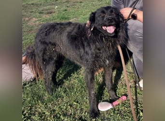 Roxie eine wundervolle Seele