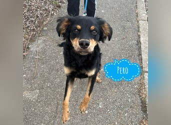 Pero ein freundlicher der Dich zum Lachen bringt