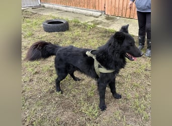 Moon ein sehr lieber Rüde