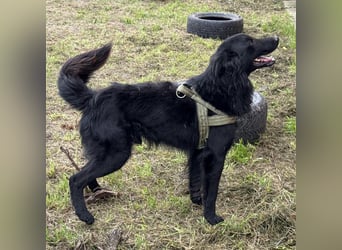 Moon ein sehr lieber Rüde