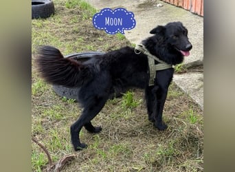 Moon ein sehr lieber Rüde