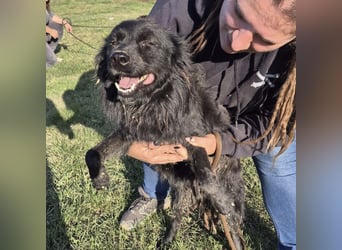 Roxie eine wundervolle Seele