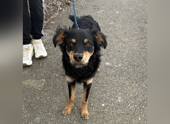 Pero ein freundlicher der Dich zum Lachen bringt