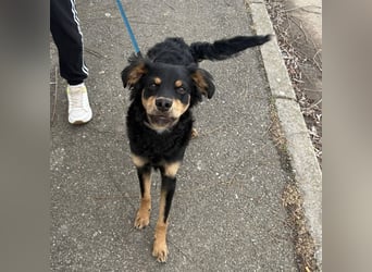 Pero ein freundlicher der Dich zum Lachen bringt